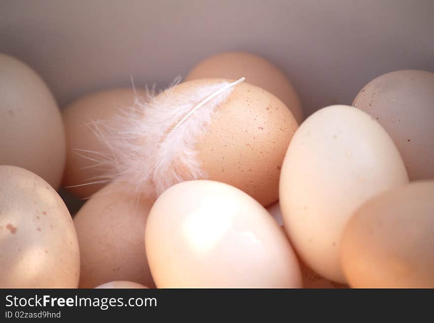 Chicken testicles on a poultry farm