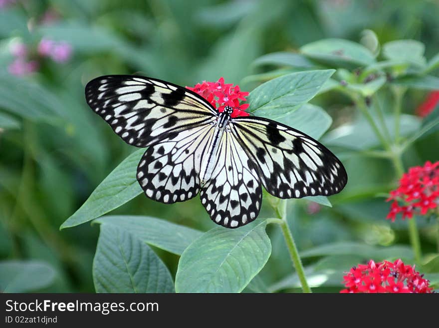 Large Tree Nymph butterfly