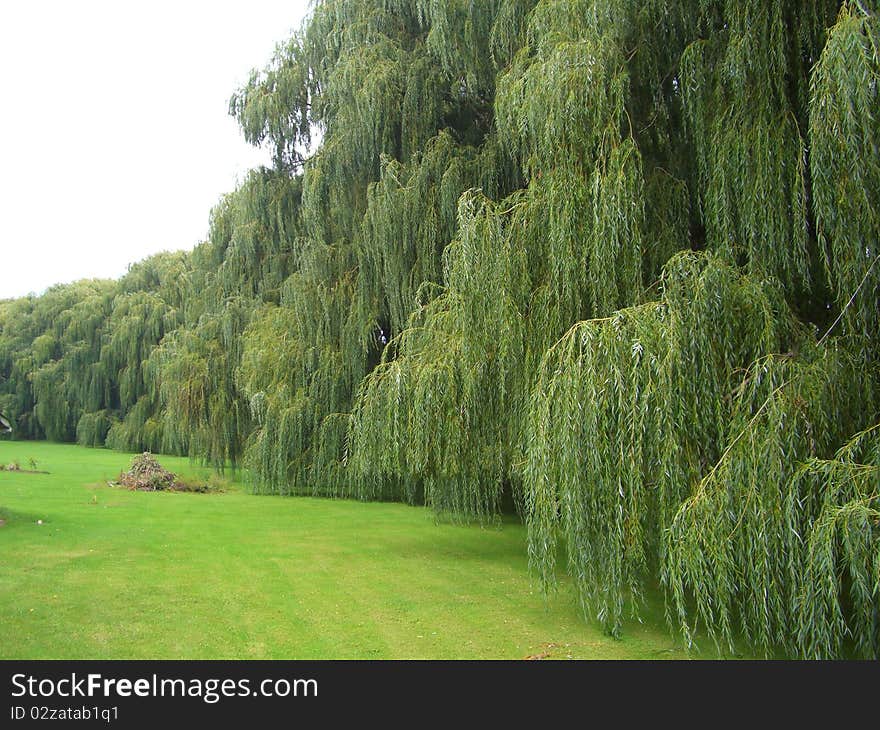 Weeping Willows