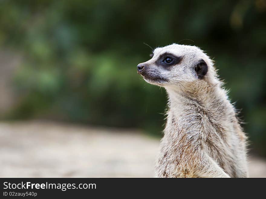 Close up head shot of a meerkat. Close up head shot of a meerkat.