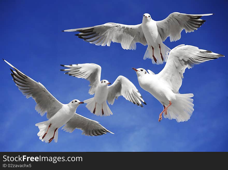 A seagulls soaring in the blue sky