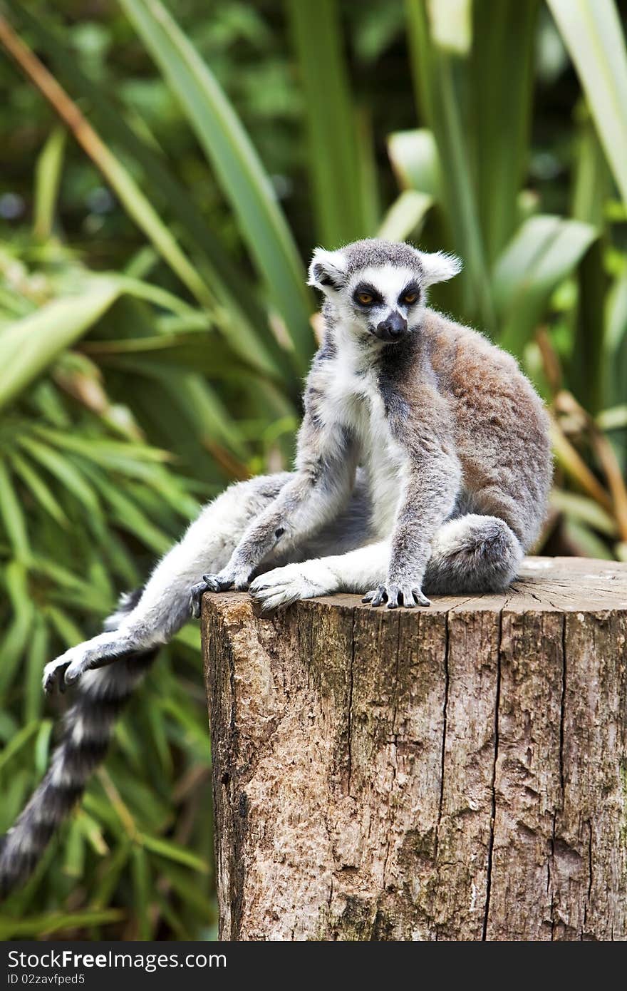 Ringtailed Lemur sat having a rest.