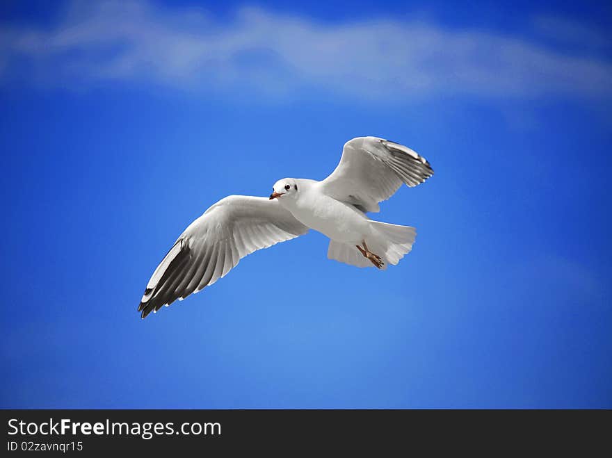 A seagulls soaring in the blue sky