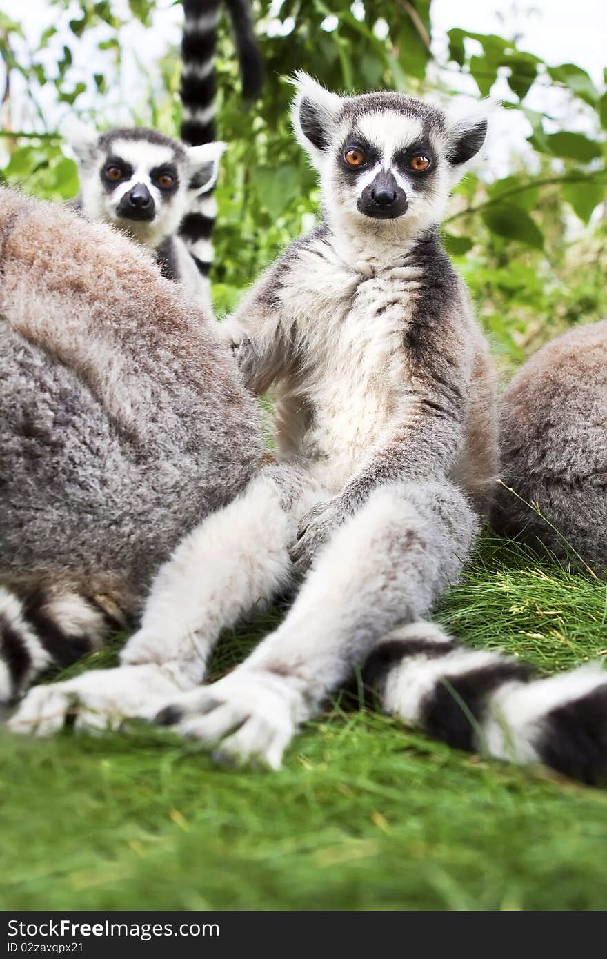 The inquisitive ring tailed Lemurs sat watching. The inquisitive ring tailed Lemurs sat watching.