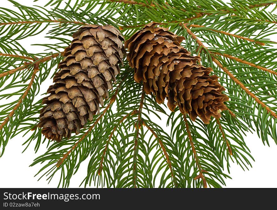 Close-up fir tree with cones, isolated on white