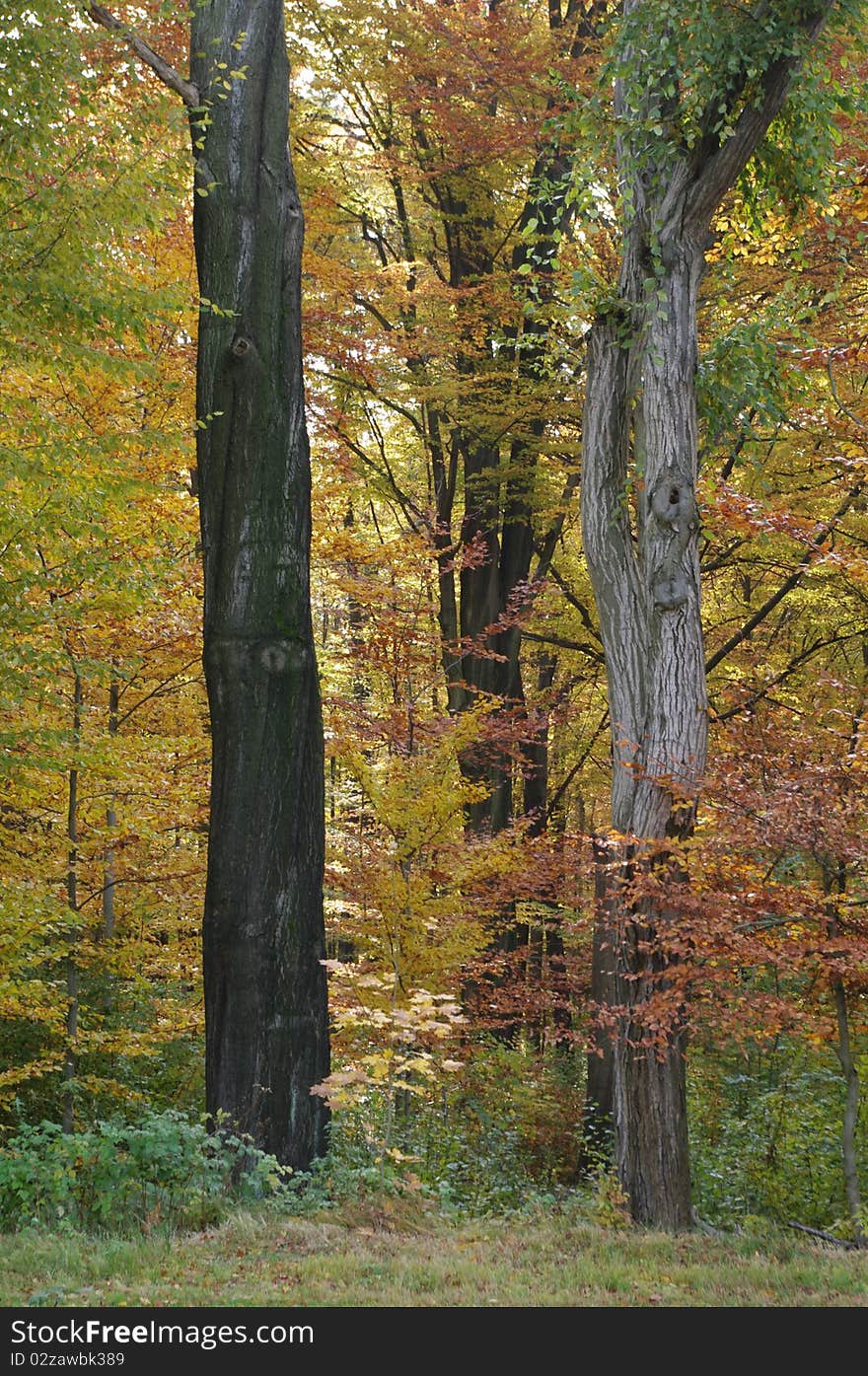 Edge of old Forest During Autumn in the Morning, Three old Trees. Edge of old Forest During Autumn in the Morning, Three old Trees