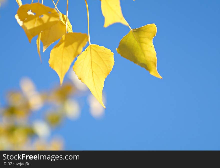 Yellow leaves on the trees in autumn. Very beautiful, natural colors. Yellow leaves on the trees in autumn. Very beautiful, natural colors.