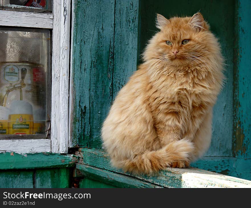 This cat lives in village which is in reserve territory