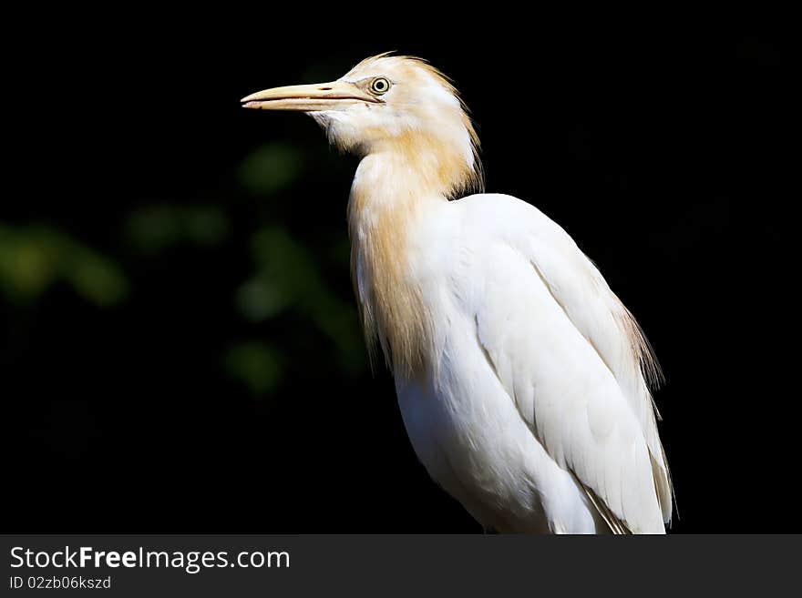 Side profile of a white Heron. Side profile of a white Heron