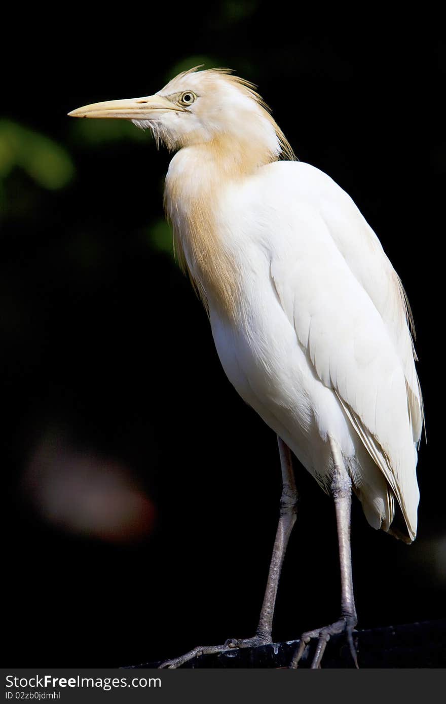 Portrait of a white Heron.