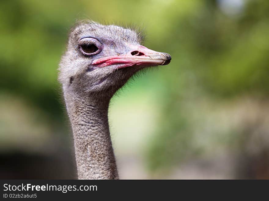 Side profile of an Ostrich. Side profile of an Ostrich