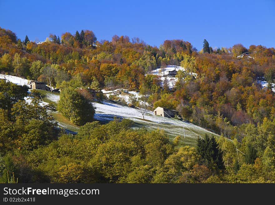 Forest in autumn with the first snow. Forest in autumn with the first snow