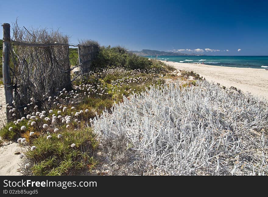 Sand and flowers in a Sardinian beach