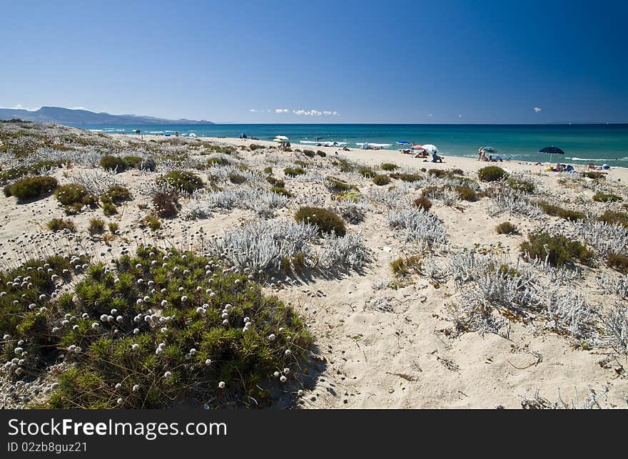 Sand and flowers in a Sardinian beach