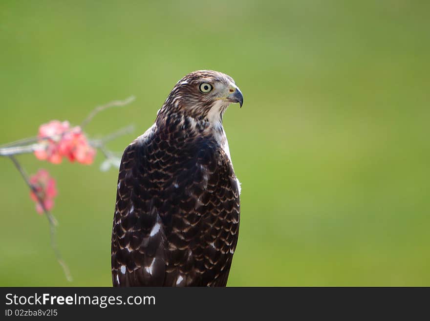 Accipiter Cooperii Cooper's Hawk