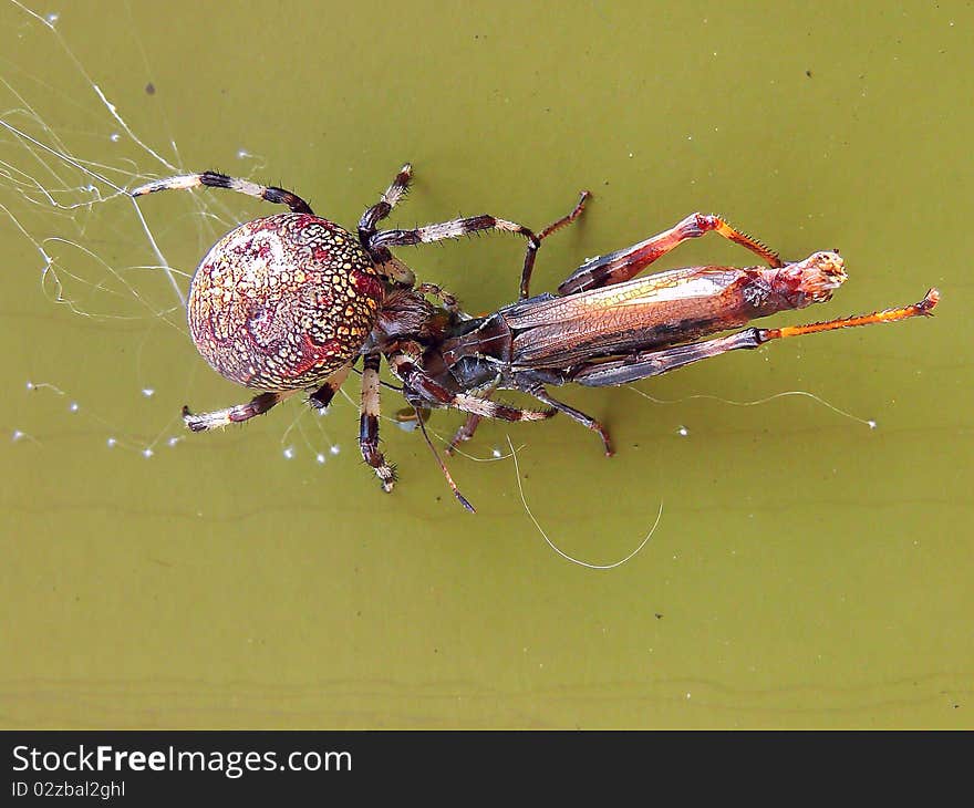 Spider with victim that got to the trap closeup. Landscape orientation. Spider with victim that got to the trap closeup. Landscape orientation