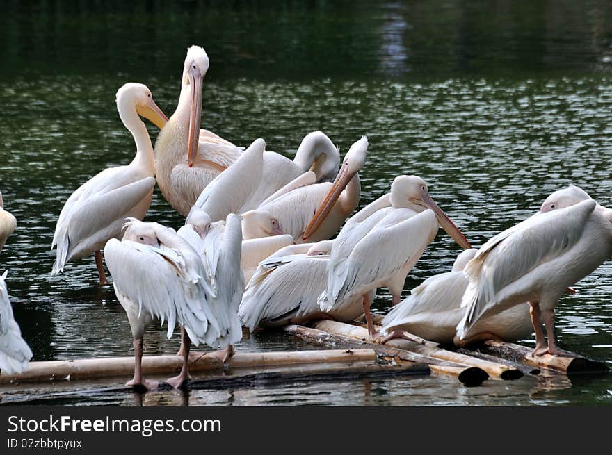 Pelicans on lake