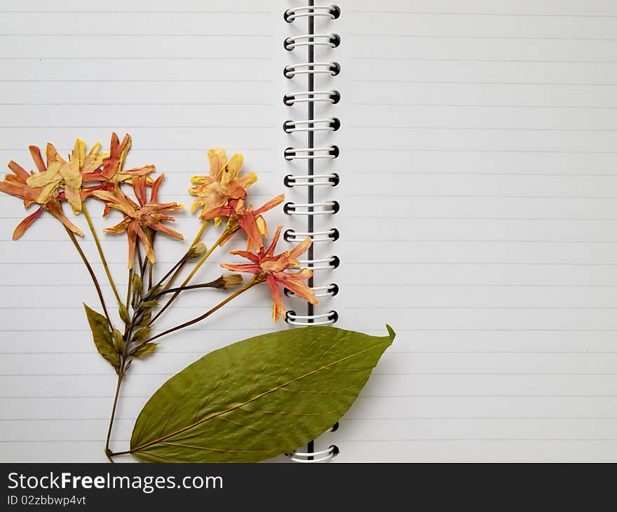 Pressed dry flower on open white two page notebook background. Pressed dry flower on open white two page notebook background