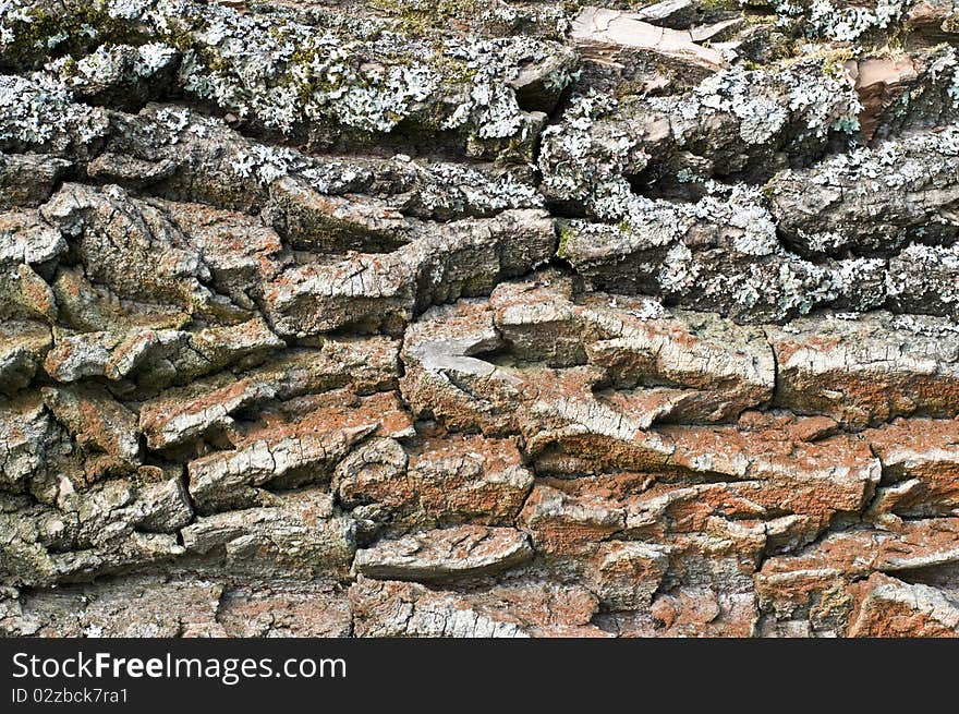 Very old tree bark gorizontal photo