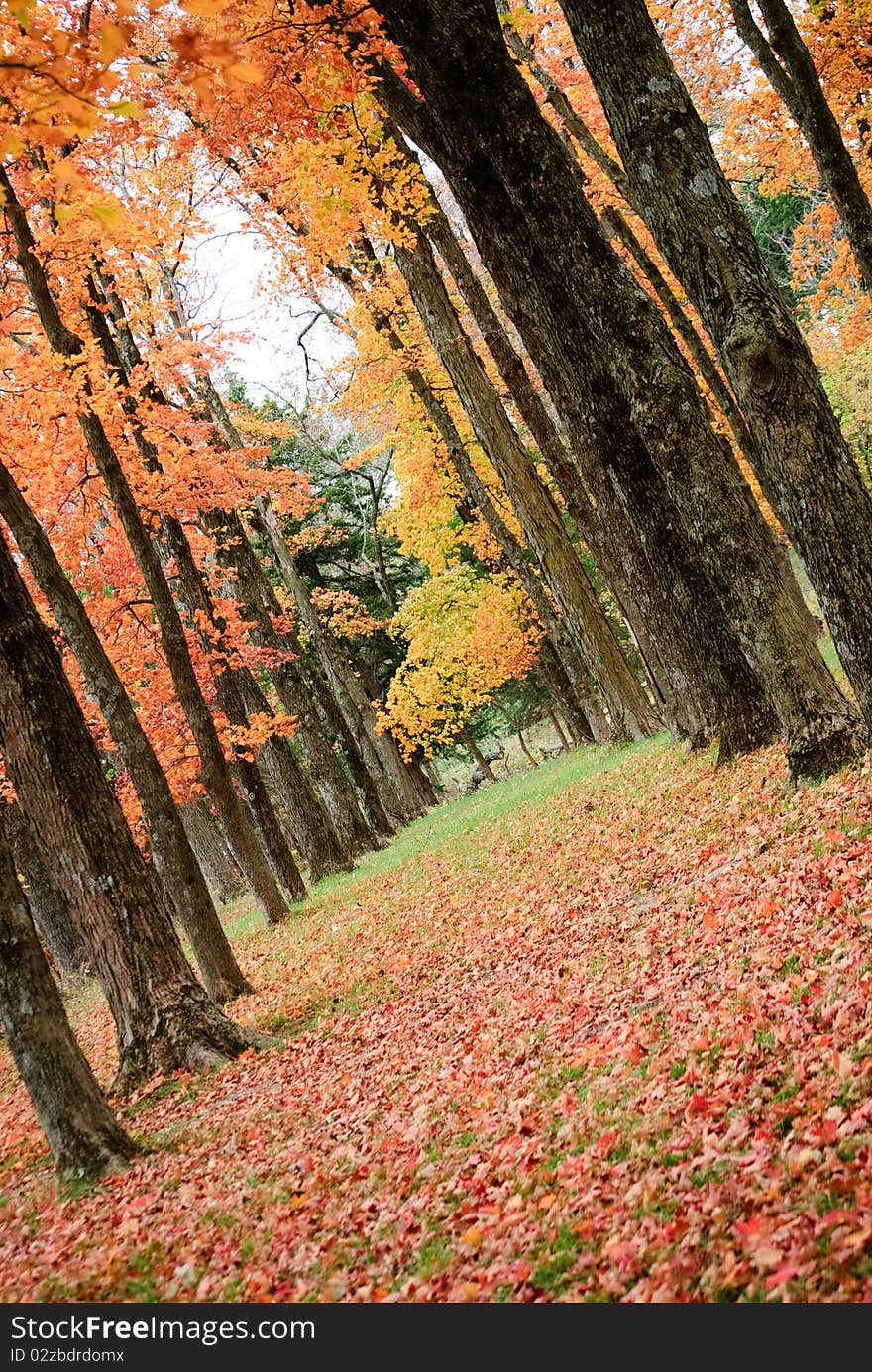 A view of lined maple trees in Autumn. A view of lined maple trees in Autumn