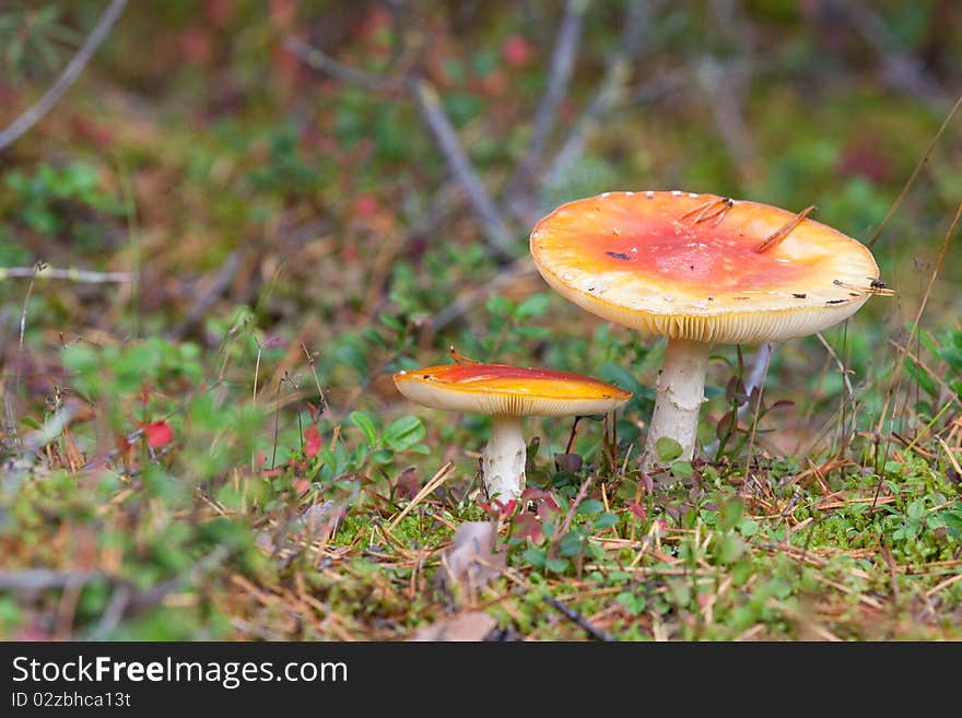 Finland mushrooms