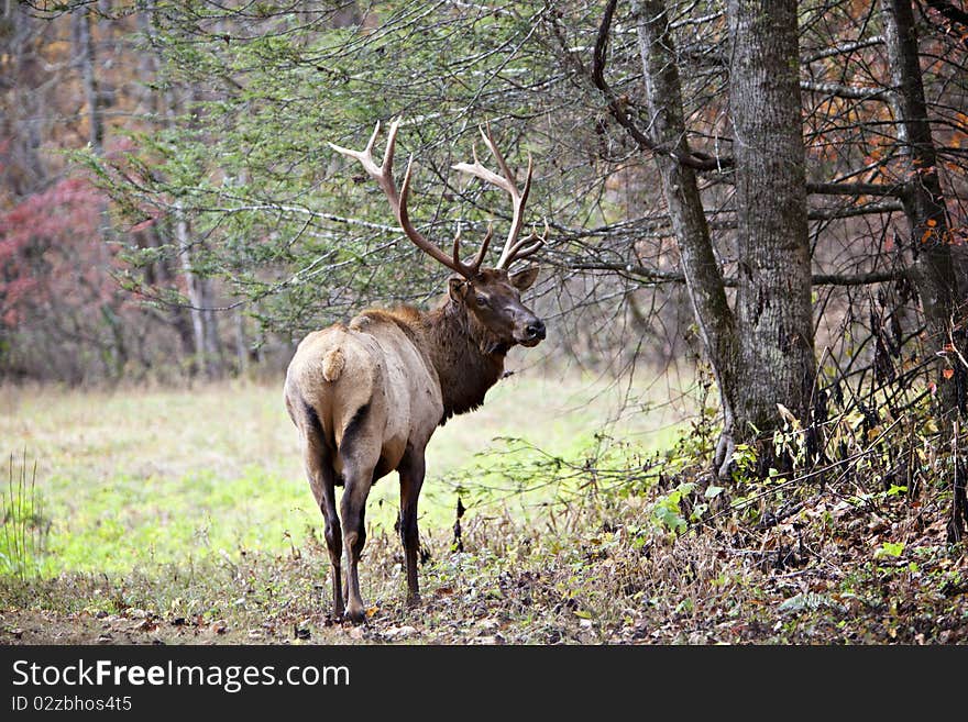 Male Elk In Edge Of Forest