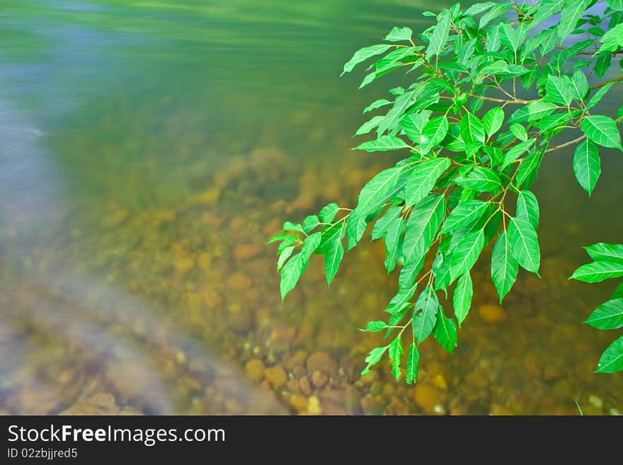 Leaf and river