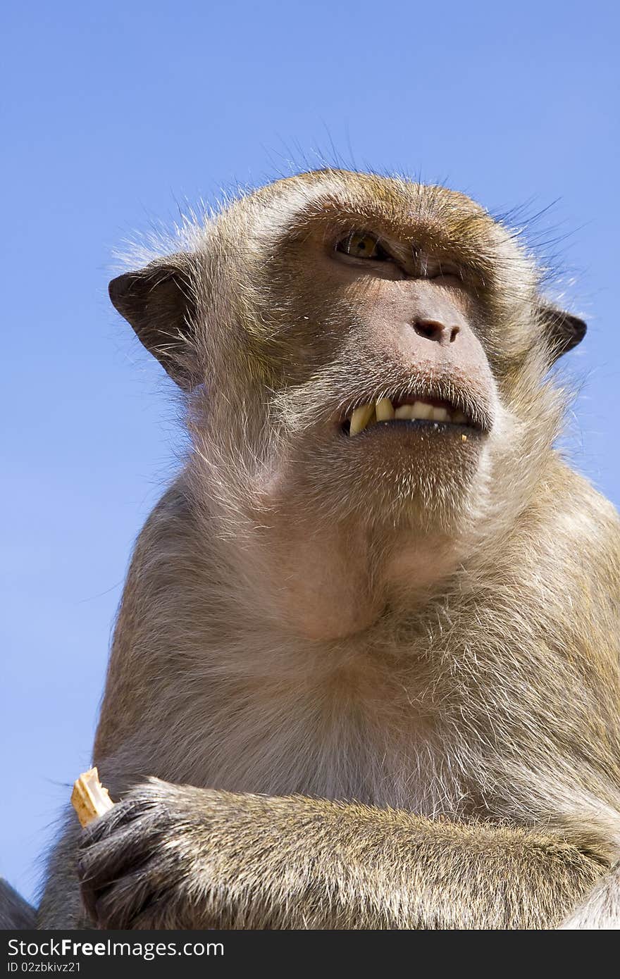 Macaque monkey against the blue sky