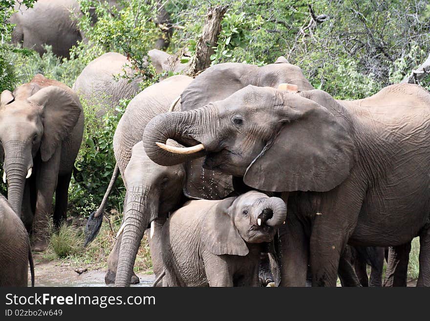 Herd of Elephants drinking with baby. Herd of Elephants drinking with baby.