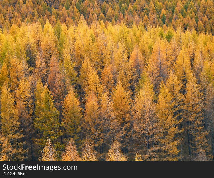 Gold Forest in Autumn