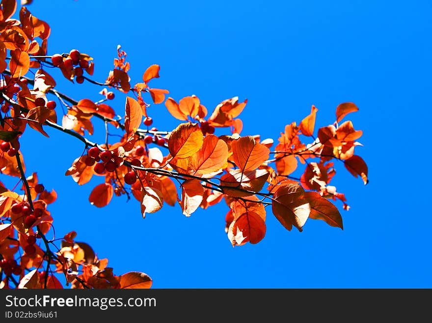 Autumn branch with leaves and berries