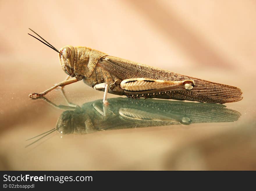 Grasshopper on the glass, horizontal picture.