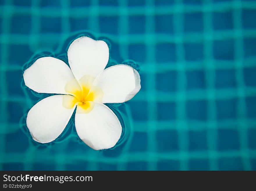 The beautiful flower name is the Plumeria. The beautiful flower name is the Plumeria