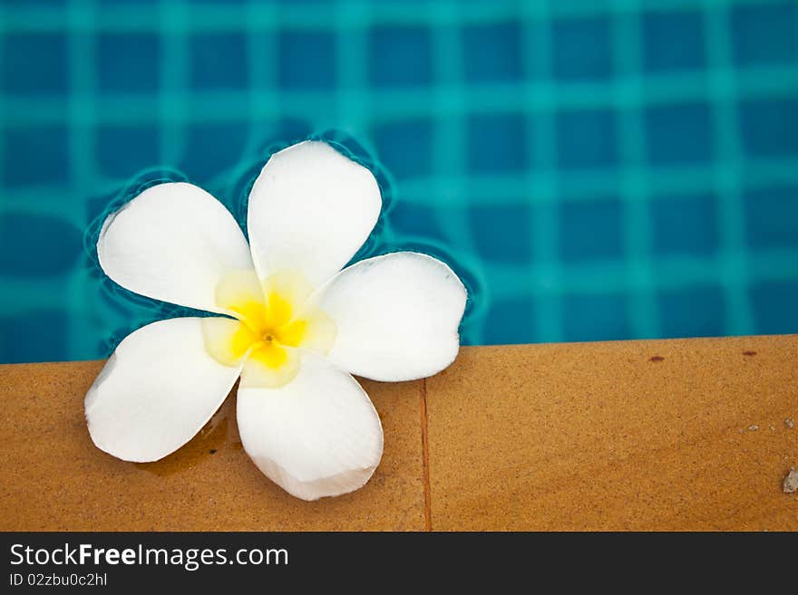 The beautiful flower name is the Plumeria. The beautiful flower name is the Plumeria