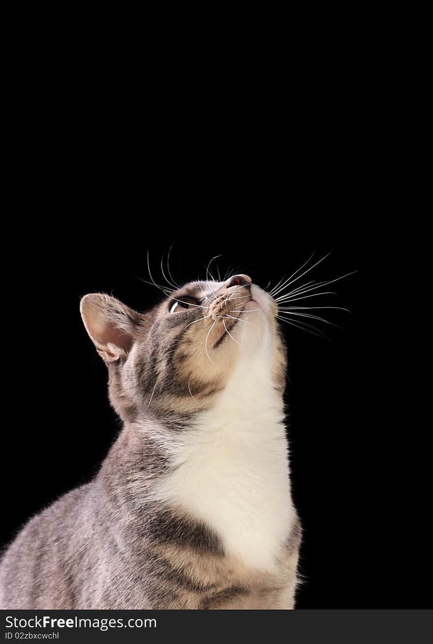 Image of a adult cat lying down looking away from the camera. Image of a adult cat lying down looking away from the camera