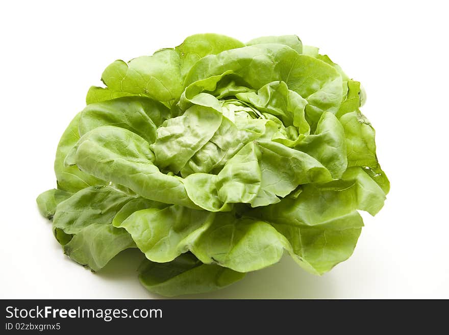 Head lettuce