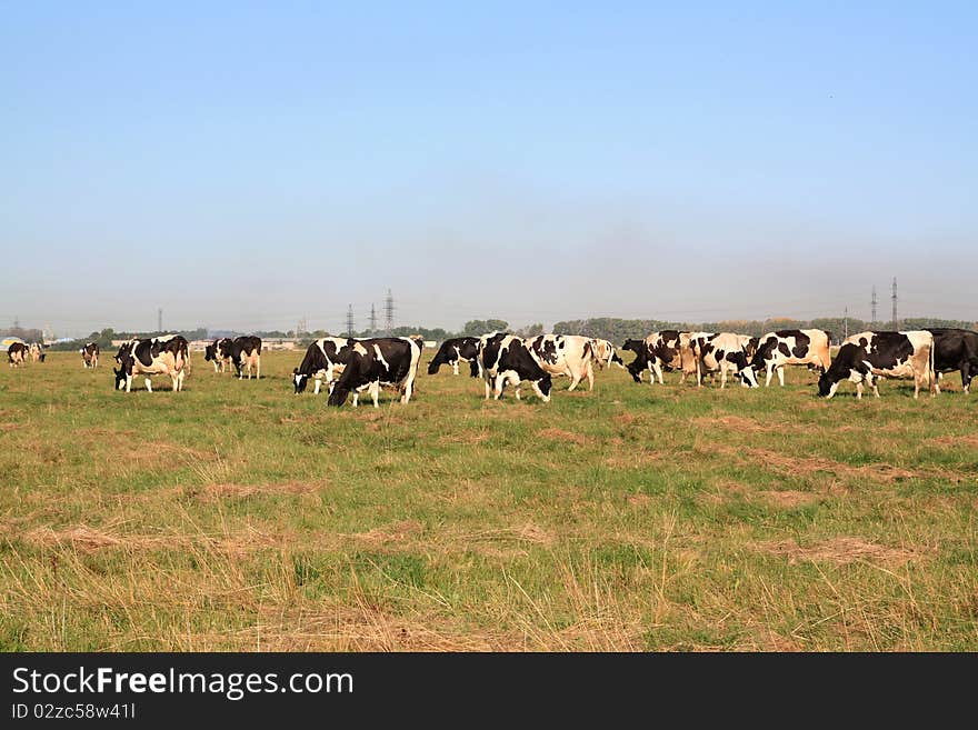 Cows on pasture