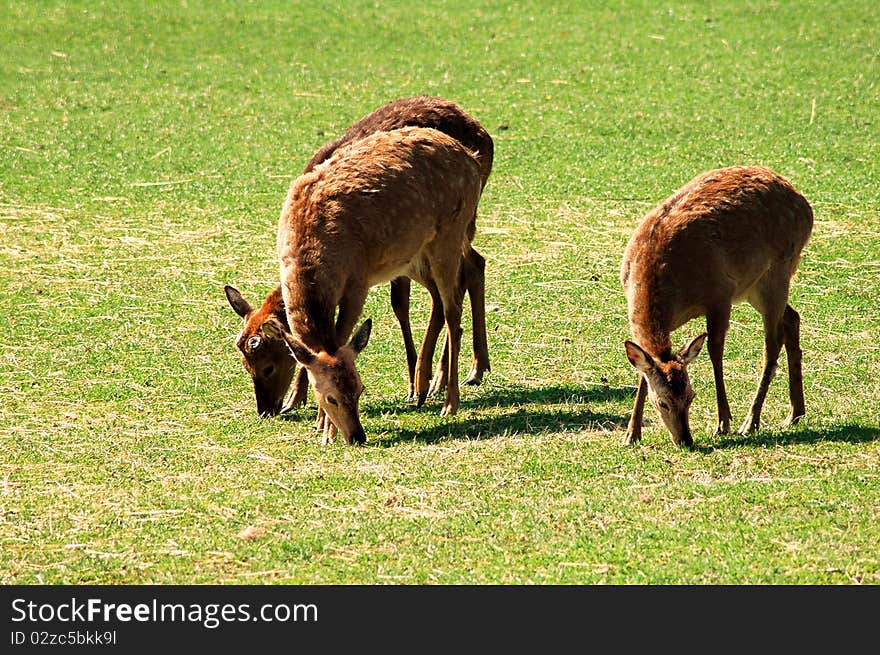 Grazing Sika deers on grass