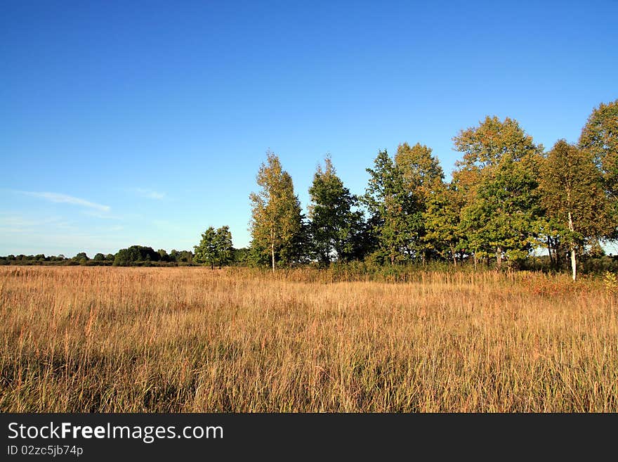 Oak copse on autumn field