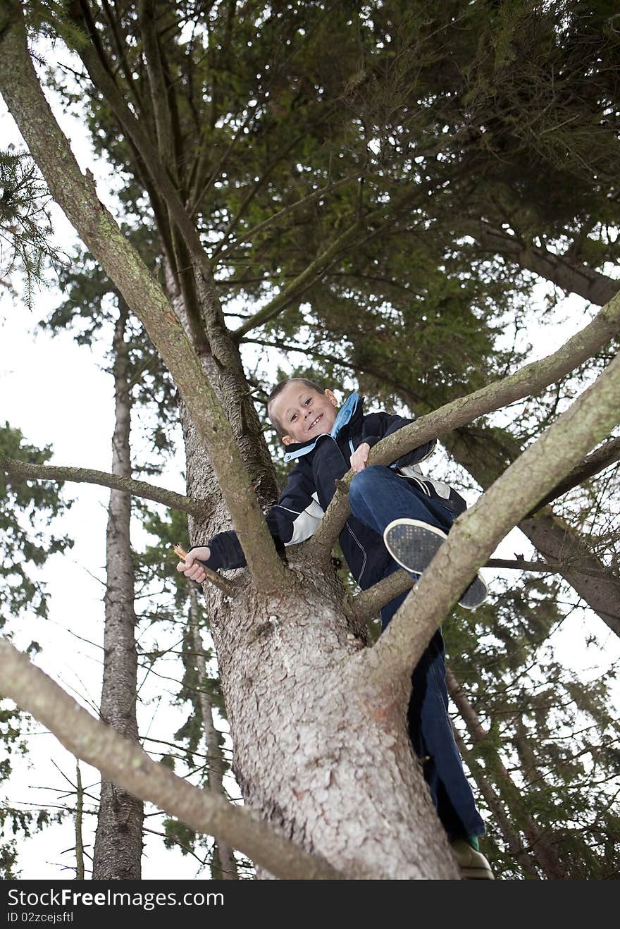 Young Boy Climbing a tree in the forest