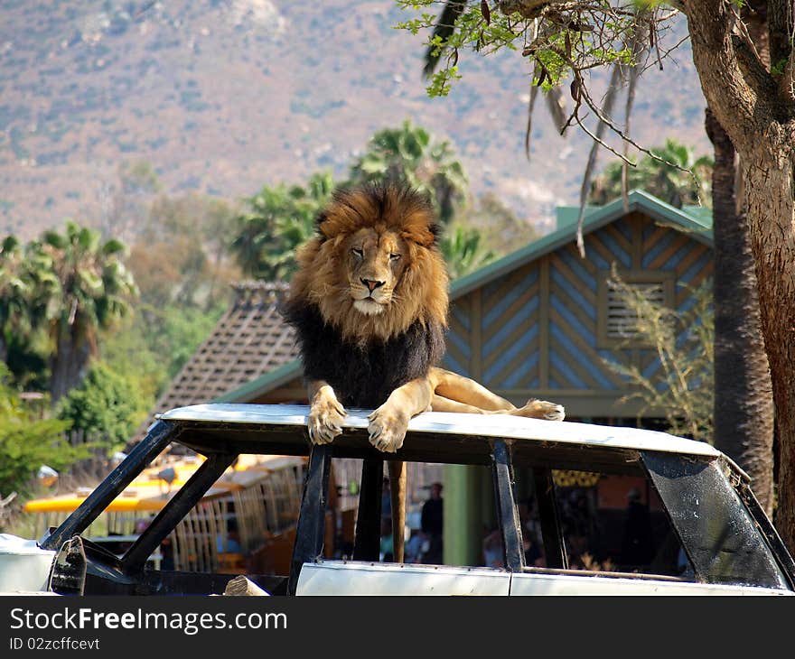 Lion on a Car