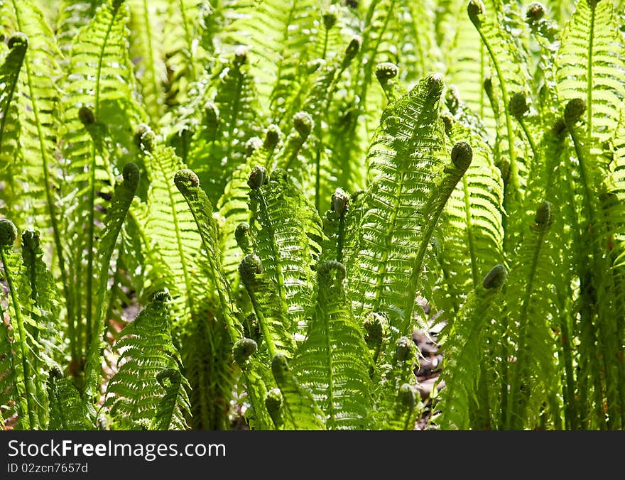 Green leaves of wild young fern for background