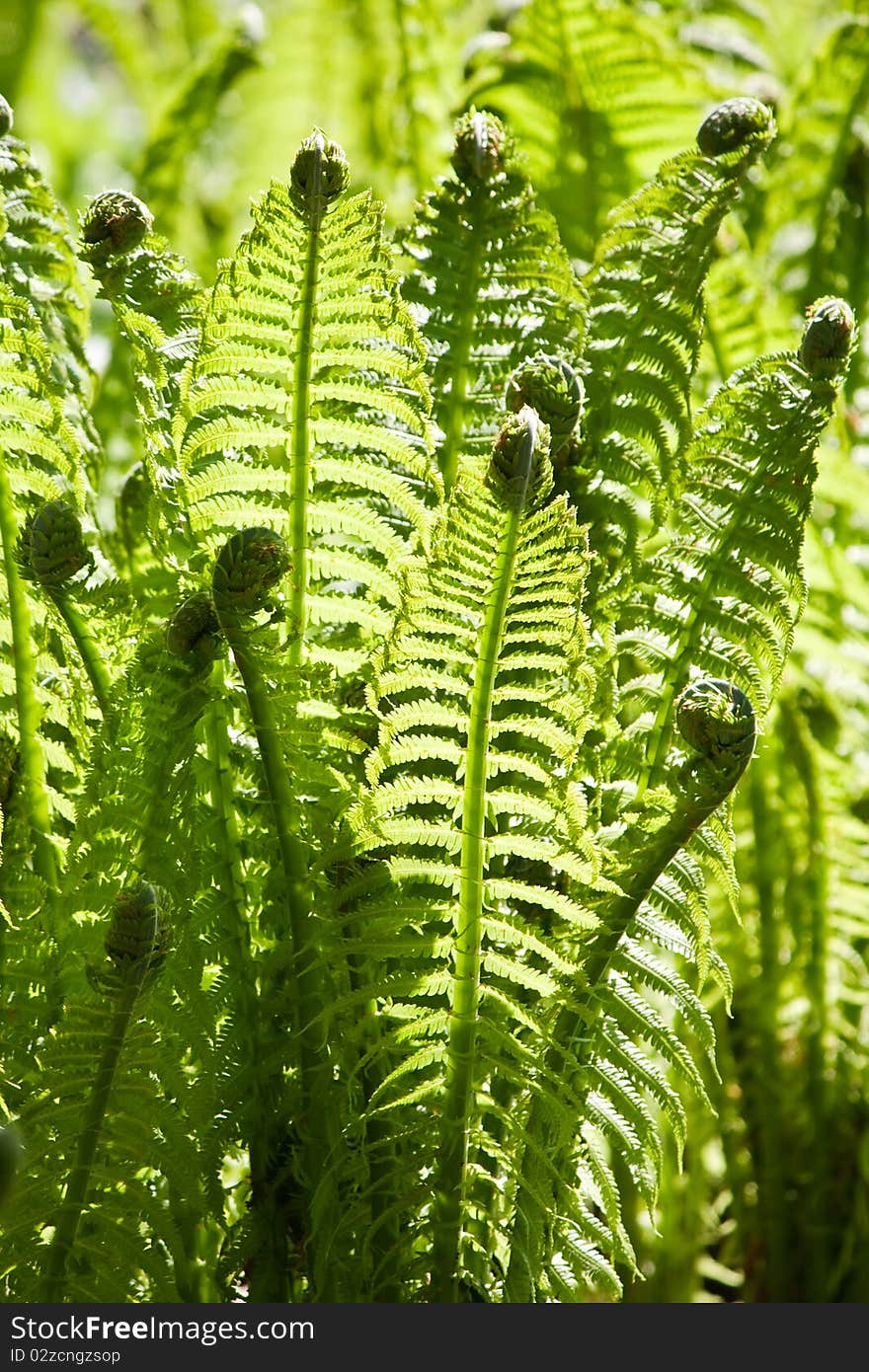 Green leaves of wild young fern for background