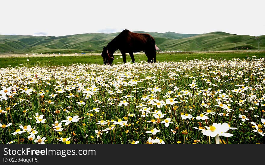 The this picture photography in the Chinese Sichuan Ganzizhou Luhuo county ancestor tower prairie, this prairie scenery is beautiful, from the spring to the autumn, seven kind of main flowered seven transformation prairie's color, thus is called “the ancestor tower seven colors of the spectrum prairie” successively. We go time happen to was on the prairie opens has filled the innumerable white fragrant clean flower, chaste incomparable. Under the sunlight the white flower under green leaf's complementing, has formed a tall and pleasing to the eye rug, has extended from the under foot the horizon. The this picture photography in the Chinese Sichuan Ganzizhou Luhuo county ancestor tower prairie, this prairie scenery is beautiful, from the spring to the autumn, seven kind of main flowered seven transformation prairie's color, thus is called “the ancestor tower seven colors of the spectrum prairie” successively. We go time happen to was on the prairie opens has filled the innumerable white fragrant clean flower, chaste incomparable. Under the sunlight the white flower under green leaf's complementing, has formed a tall and pleasing to the eye rug, has extended from the under foot the horizon.