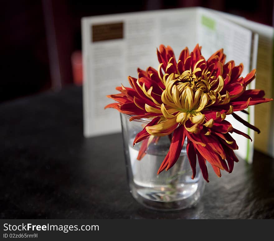 Red And Yellow Flower Chrysanthemum In Glass Of Water on Black Table. Red And Yellow Flower Chrysanthemum In Glass Of Water on Black Table