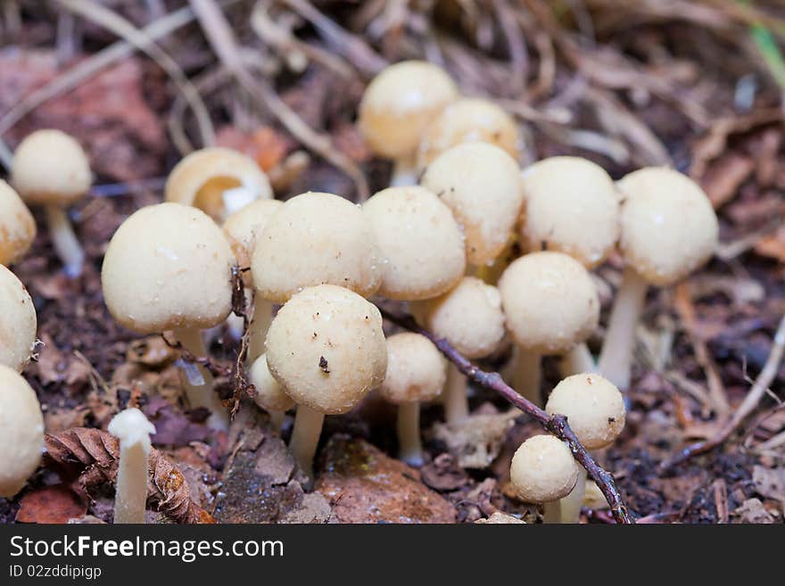 Mushroom in a forest in Italy