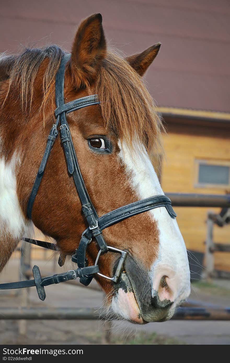 Ciruous horse looking straight in camera