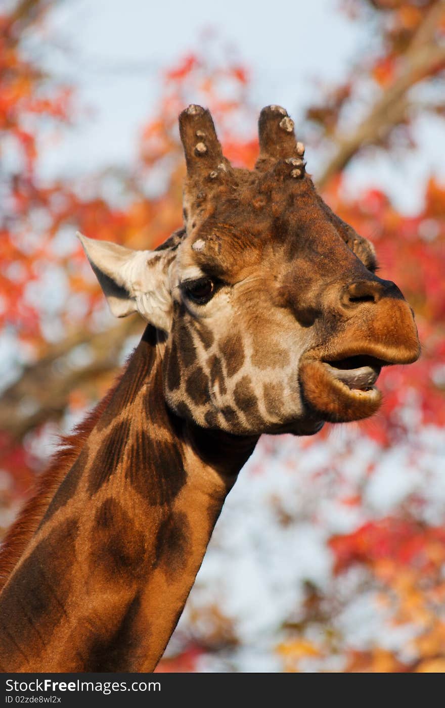 Giraffe head with autumn colors in the background