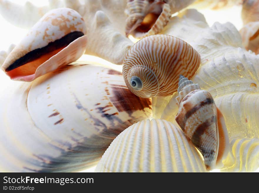 Collection of sea shells on white