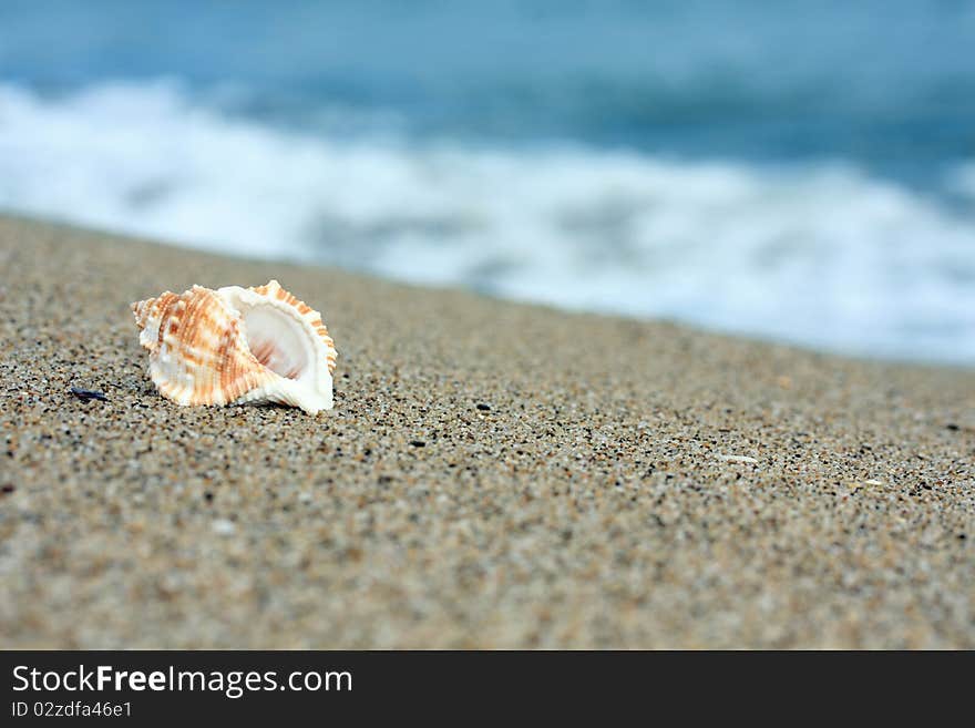 Lonely conch at a sea coast. Lonely conch at a sea coast